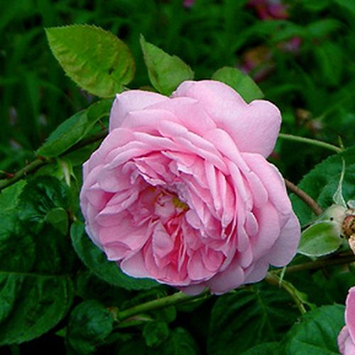Sötétrózsaszín - Tömvetelt nosztalgia - angolrózsa virágú- magastörzsű rózsafa- bokros koronaforma